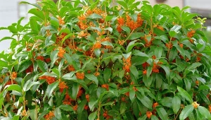 Wończa pachnąca doskonale nadaje się na żywopłot, który będzie roztaczał wokół przyjemny aromat.