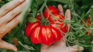 Co zrobić, aby zwiększyć plony pomidorów? Zastosuj prosty oprysk.