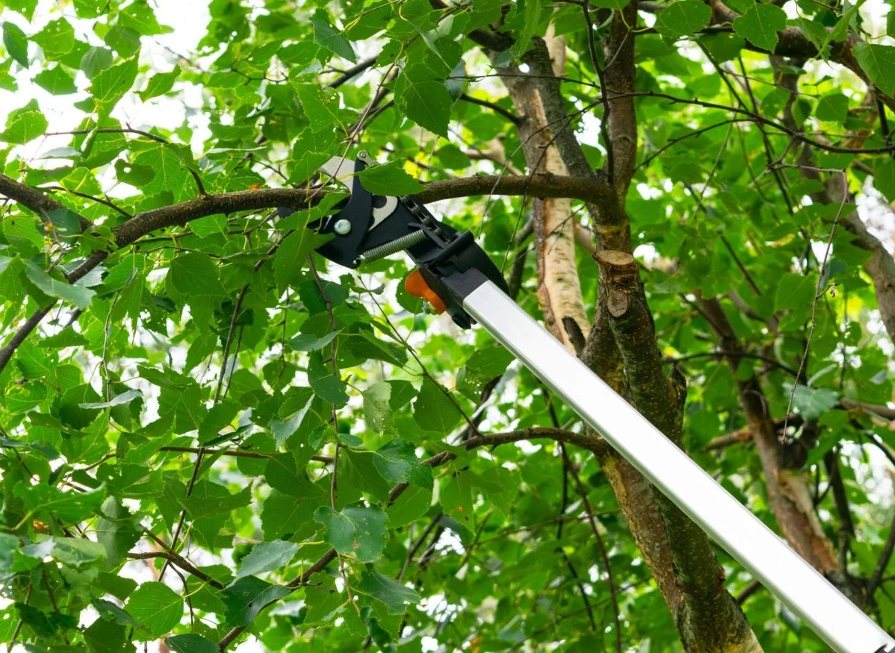 Według Kodeksu cywilnego, możemy wyjść na teren sąsiedniej posesji, by usunąć przerastającą roślinność