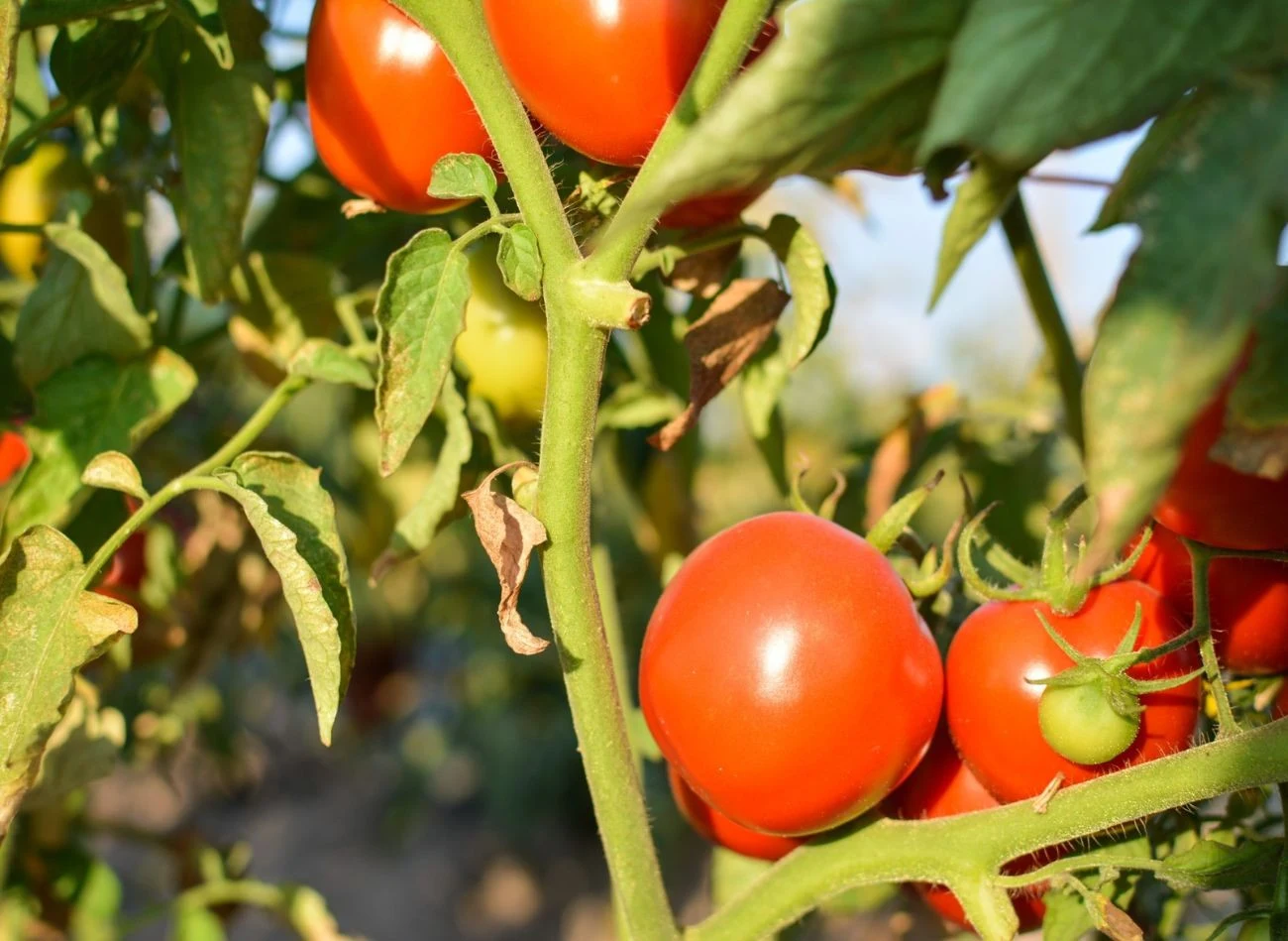 Oprysk z aspiryny na pomidory trzeba wykonać wcześnie rano lub dopiero po zachodzie słońca