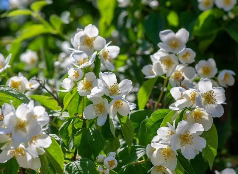 Jaśminowiec wyrośnie nawet w niezbyt urodzajnej glebie