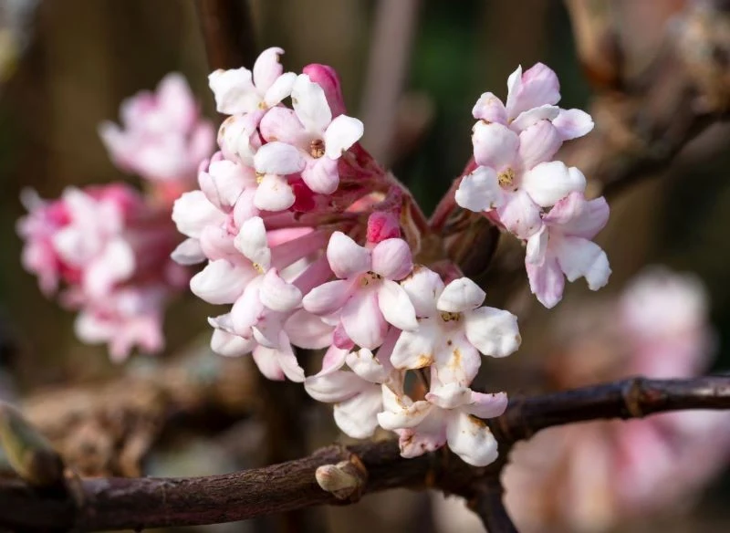 Atutem kaliny wonnej są pastelowe kwiaty o słodkim zapachu
