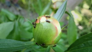 Dlaczego mrówki lubią piwonie? Czy mogą zaszkodzić kwiatom? Sprawdź.
