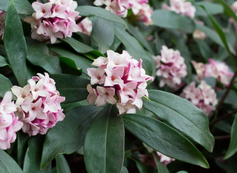 Wawrzynek wonny to świetna propozycja na pachnący żywopłot