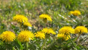 Poznaj skuteczną metodę na pozbycie się chwastów. Wystarczy zajrzeć do kuchennej szuflady.