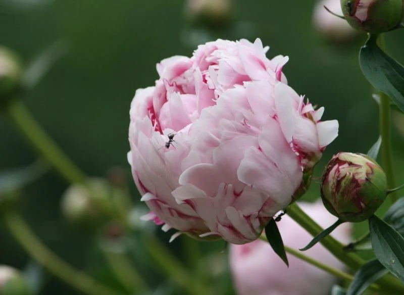 Zamknięte pąki piwonii są dla mrówek bardziej atrakcyjne niż pełne kwiaty