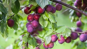 Kiedy i czym powinno się pryskać śliwy? Sprawdź, jak chronić uprawy przed groźnym szkodnikiem.