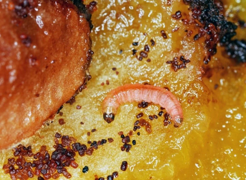 Owocówka śliwkóweczka to groźny szkodnik śliw, którego gąsienice żerują w owocach, doprowadzając do ich gnicia