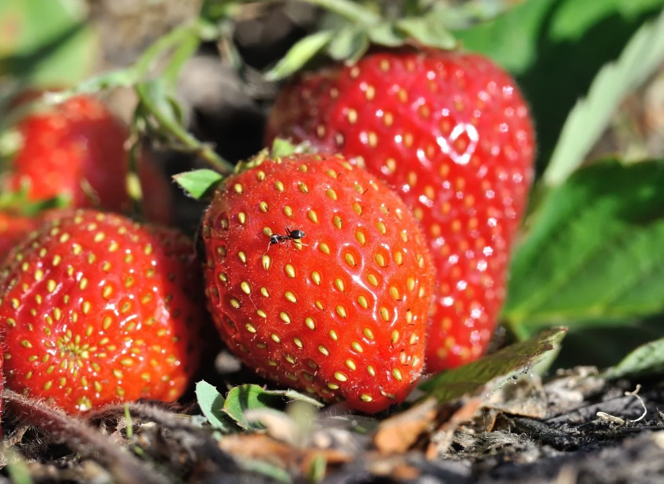 Najlepsze i duże odmiany truskawek to m