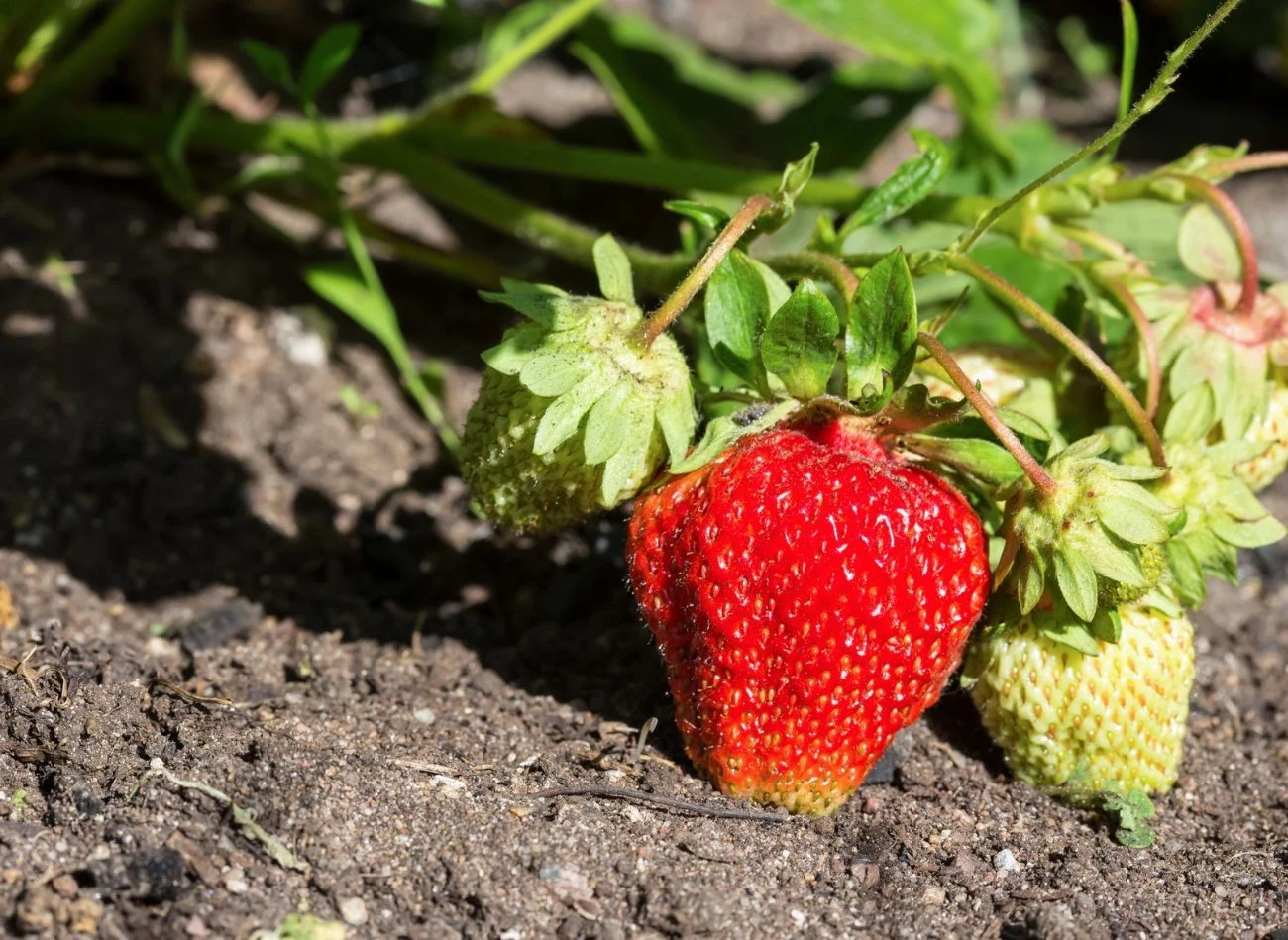 Truskawki najlepiej rosną, gdy są dokarmiane naturalnymi nawozami, np