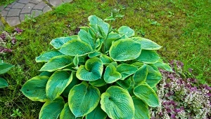 Hosty uwielbiają być podlewane gnojówką z mniszka lekarskiego.