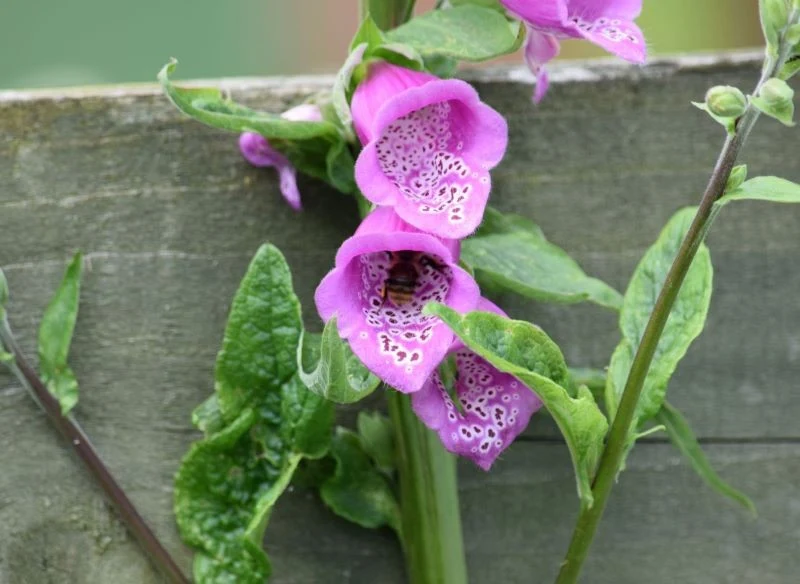 Naparstnice zawierają toksyczne glikozydy