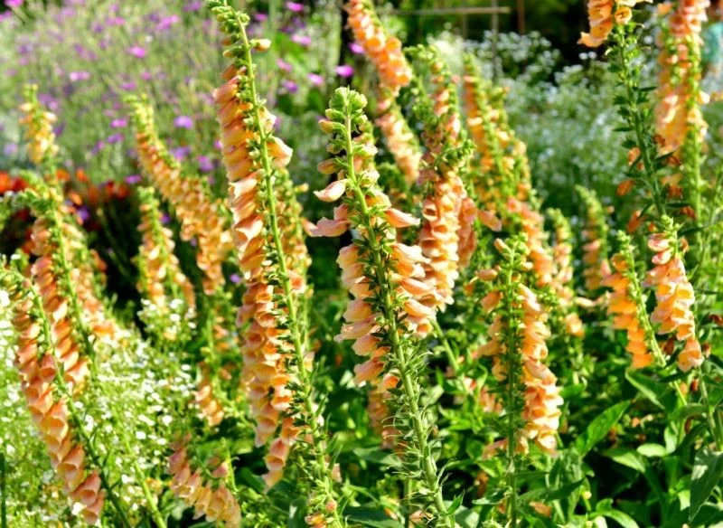 Niektóre odmiany i gatunki naparstnicy mają żółte lub pomarańczowe kwiaty