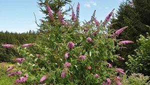 Poznaj najdłużej kwitnące krzewy do ogrodu, które pozostaną dekoracyjne aż do pierwszych przymrozków.