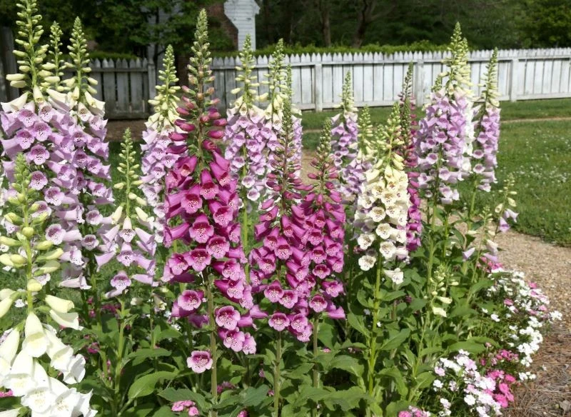 Uprawa naparstnicy w ogrodzie jest stosunkowo łatwa