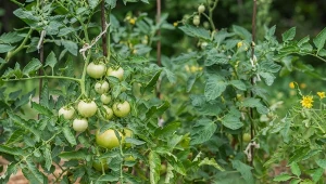 Mączniak prawdziwy zaatakował twoje pomidory? Koniecznie przygotuj domowe opryski.