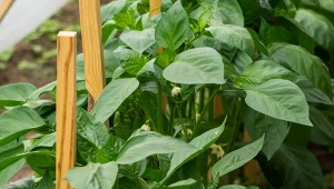 Papryka uwielbia podlewanie gnojówką z kurzeńca.