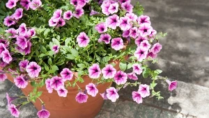 Jak przygotować domową odżywkę na bujne kwitnienie petunii? 3 łyżki na litr wody powinny wystarczyć.
