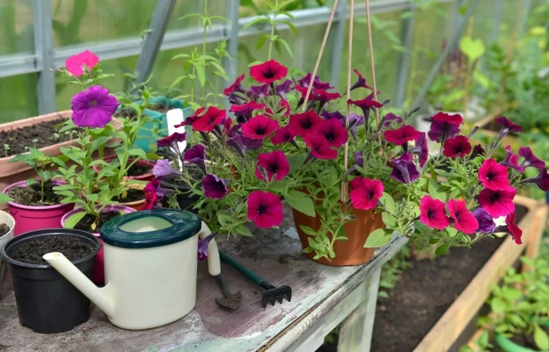 Petunia wymaga systematycznego nawożenia, aby móc długo i obficie kwitnąć