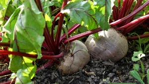 Buraki można siać do połowy czerwca. Co zrobić, żeby rosły duże i zdrowe?
