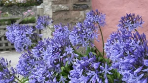 Agapanty to urocze byliny rodem z Afryki. Ich uprawa nie jest skomplikowana.