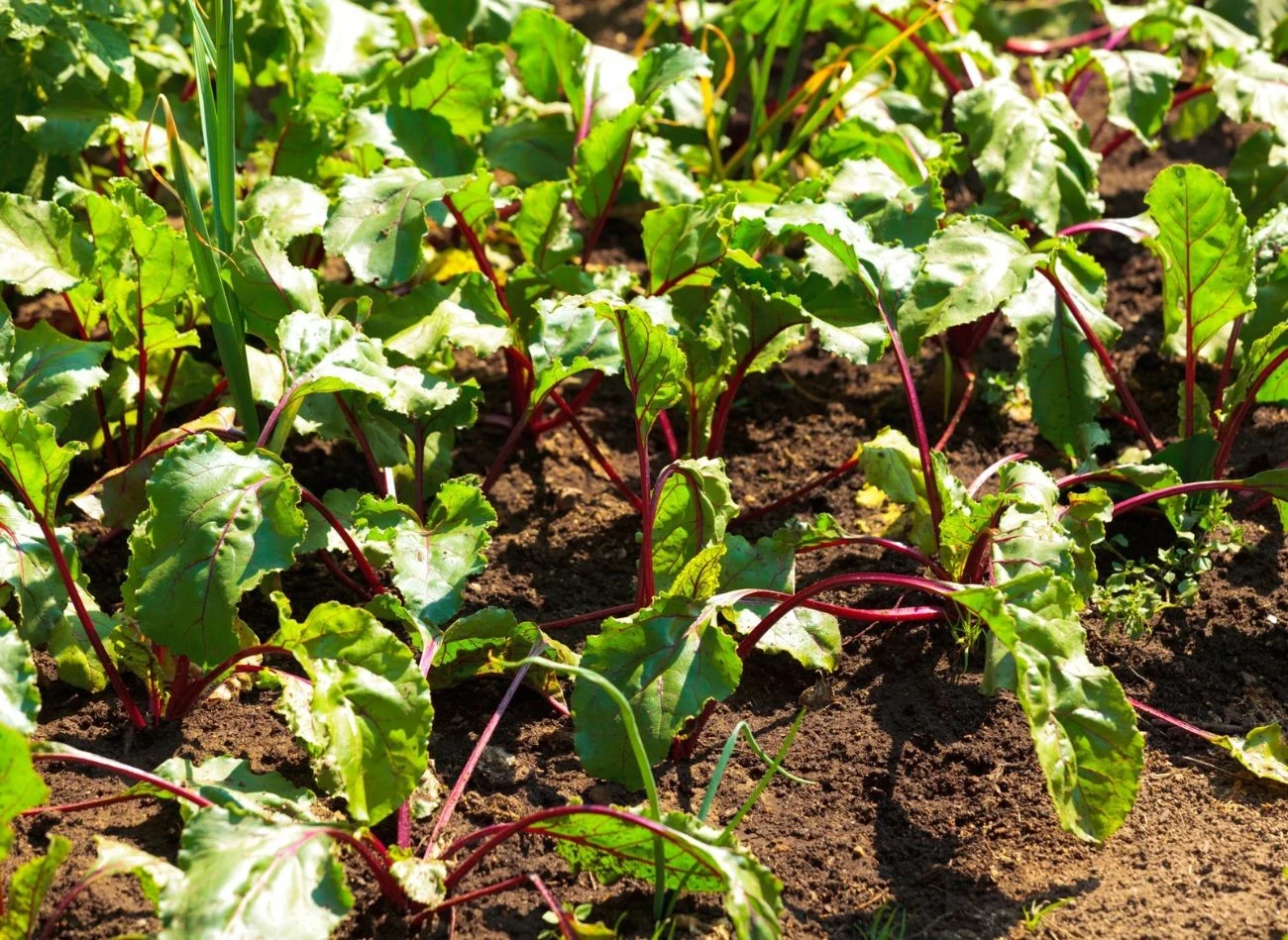 Buraki uwielbiają nawozy bogate w potas, fosfor, bor i azot