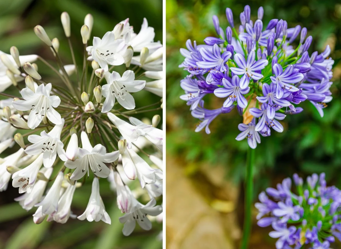 Wśród ciekawych odmian agapantów są takie, których kwiaty mają kolor fioletowy albo połączenie dwóch barw