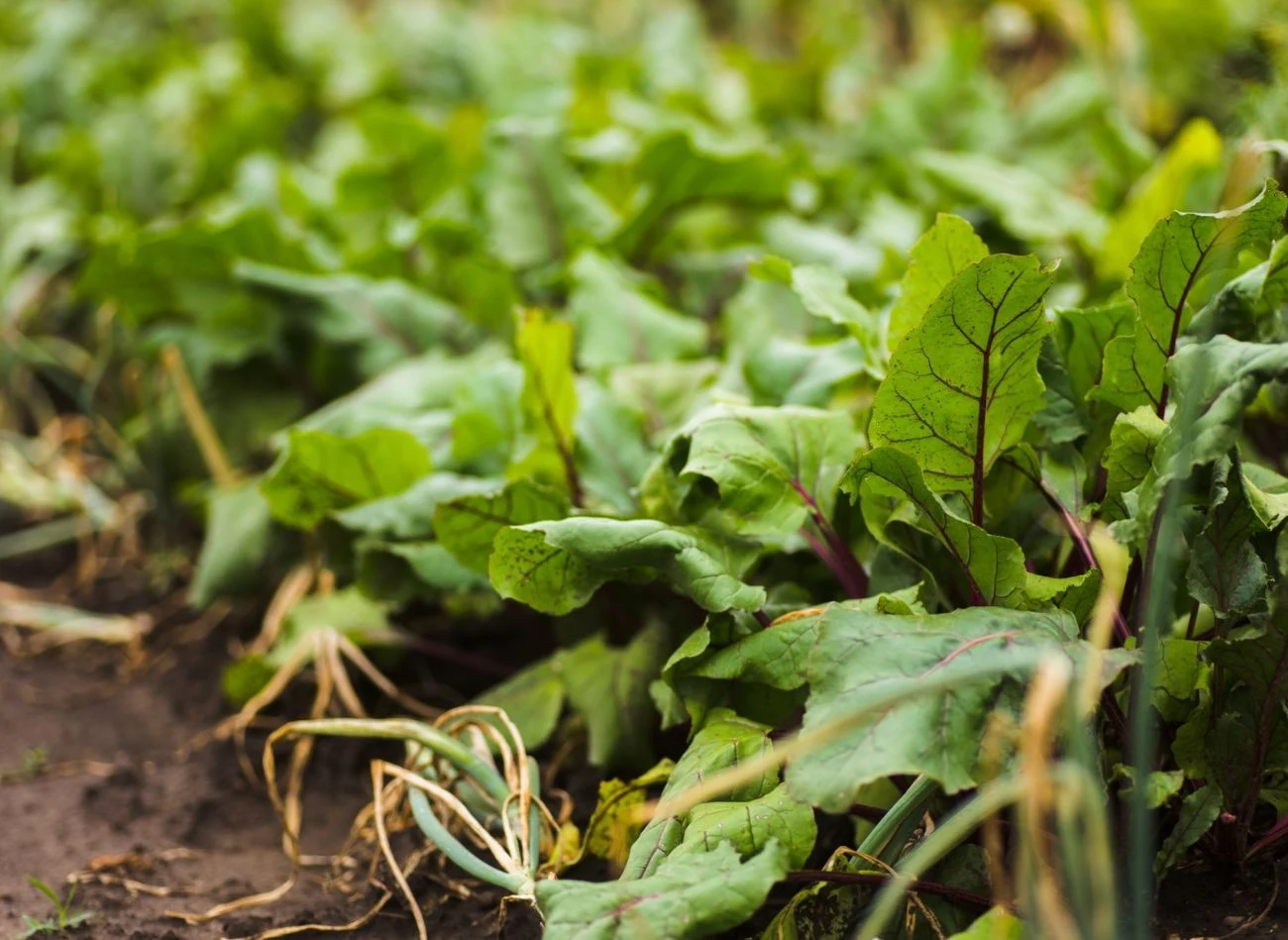 Obok buraka warto posadzić cebule, ale jest kilka roślin, które mają jeszcze lepszy wpływ na jego wzrost