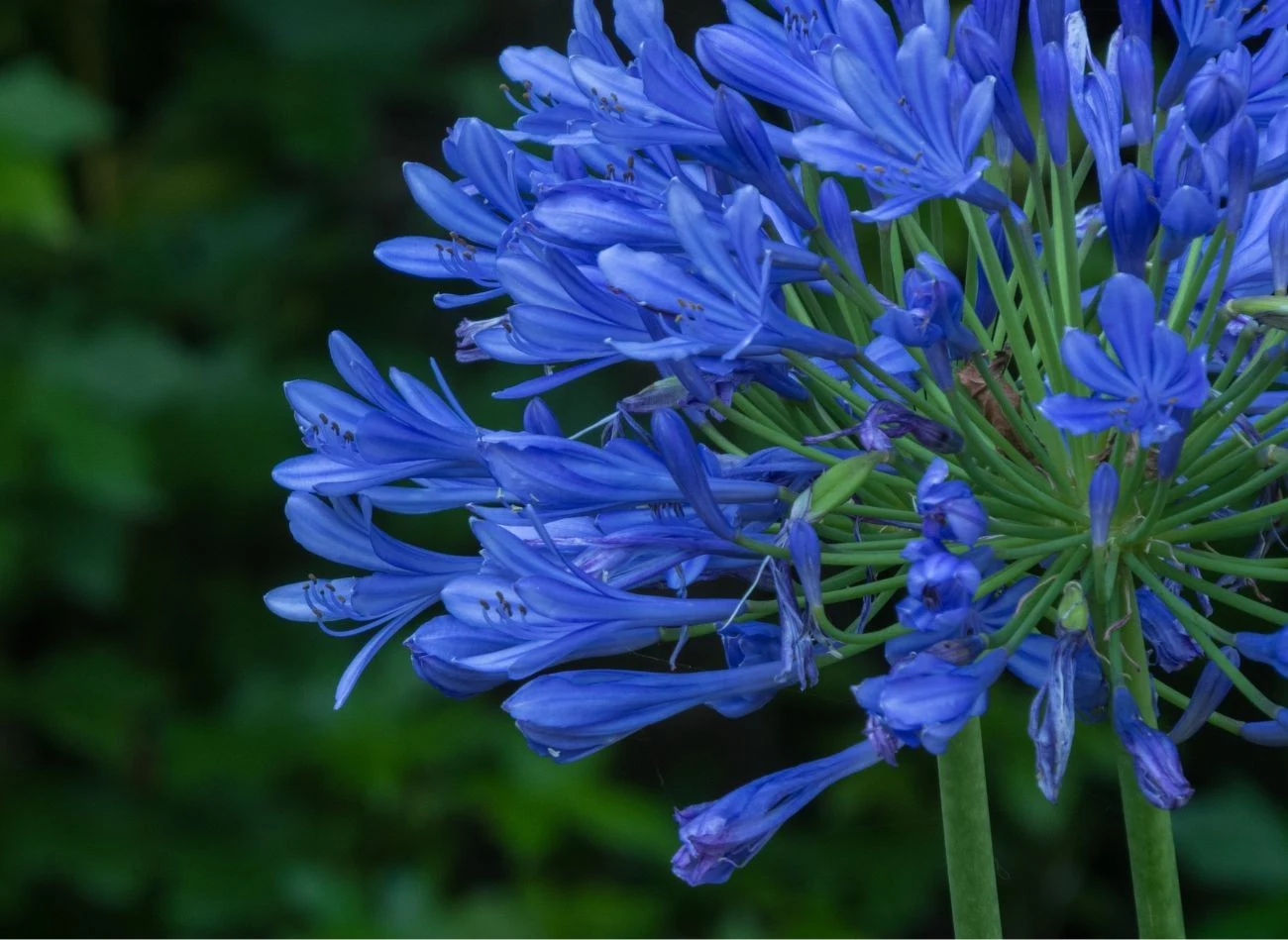 Agapanty można uprawiać w gruncie i w donicach