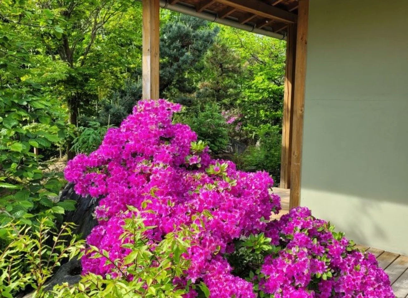 Po przekwitnięciu azalii trzeba usunąć kwiatostany