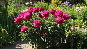 Poznaj najpiękniej pachnące kwiaty do ogrodu.