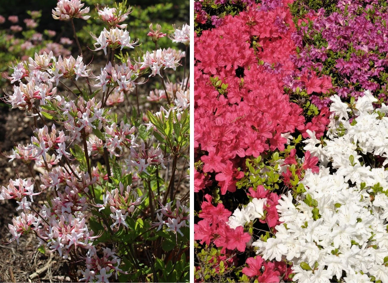 Azali kwitnie tylko raz w sezonie, najpóźniej do czerwca