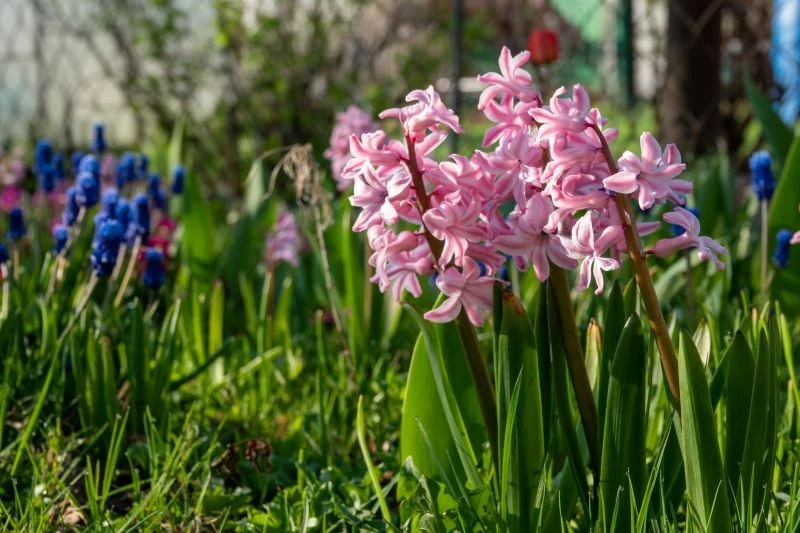 Hiacynty sadzimy do gruntu jesienią