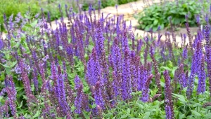 Ma małe wymagania, kwitnie dwa razy w sezonie. Szałwia omszona – uprawa i wymagania