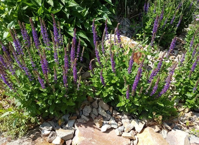 Szałwia omszona w słonecznym miejscu ogrodu jest praktycznie bezobsługowa