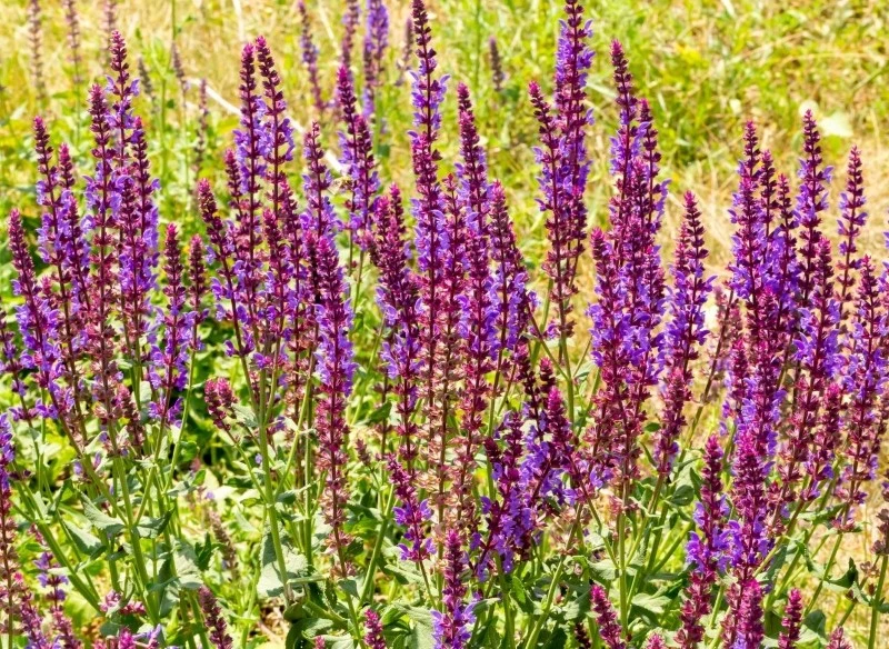 Szałwia omszona występuje w wielu odmianach różniących się m