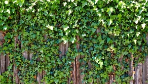 Jak pozbyć się bluszczu z ogrodu i elewacji? Te metody nie zawiodą