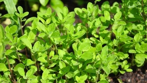 Majeranek – do ogrodu i doniczki to jedna z najbardziej wdzięcznych w uprawie roślin zielarskich. Jest zdrowy, aromatyczny i niewiele przy nim pracy.