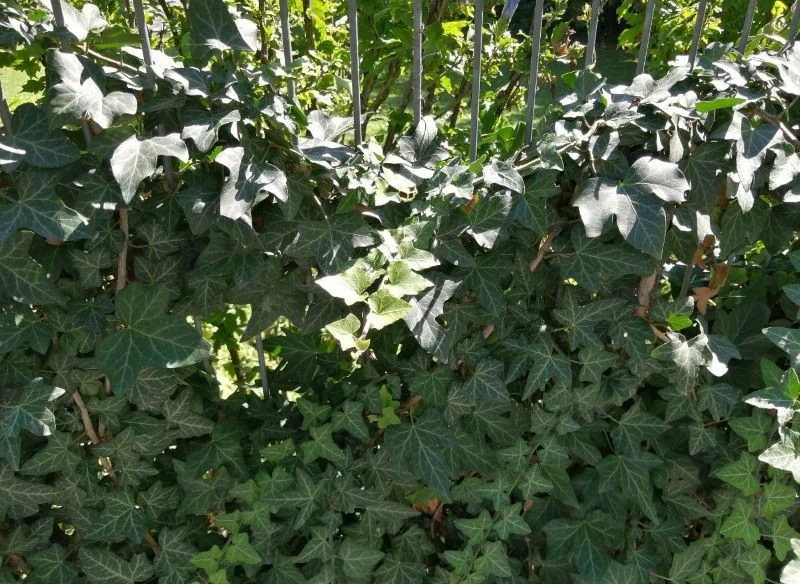 Uciążliwy bluszcz to prawdziwa zmora ogrodników