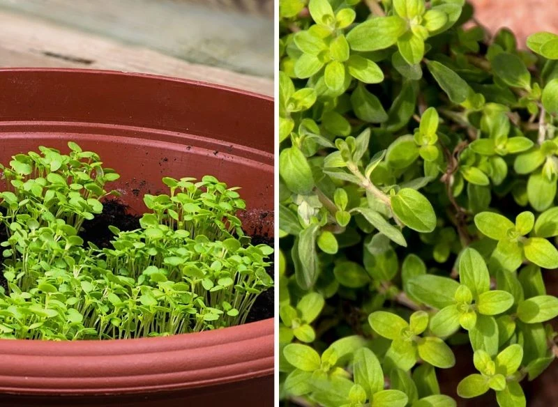 Wysiew majeranku w doniczce trzymanej w domu możesz przeprowadzić w dowolnym terminie, ale w ogrodzie warto wstrzymać się z rozpoczęciem uprawy do ...