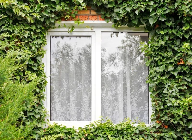 Bluszcz może zniszczyć elewację budynku