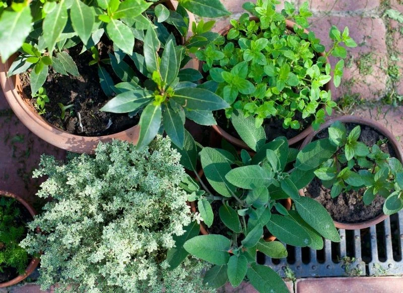 Wybór roślin do zielnika to kwestia indywidualna, ale z niektórych gatunków nie warto rezygnować z uwagi na smak, zapach i właściwości odżywcze