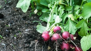 Dlaczego płodozmian jest ważny? Dzięki niemu można dobrze wykorzystać zasoby gleby, utrzymać jej cenne wartości, a przy tym wyhodować dorodne warzywa bez ryzyka, że wyjedzą je szkodniki z poprzedniej uprawy.