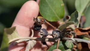 Zaraza ogniowa to jedna z najgroźniejszych chorób w uprawie jabłoni i gruszy.