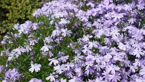 Sprawdź, co zrobić z floksem szydlastym po przekwitnięciu.