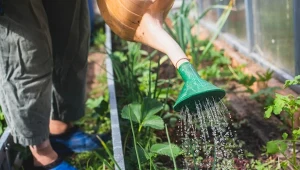 Prawidłowe podlewanie warzyw to jeden z najważniejszych zabiegów pielęgnacyjnych.