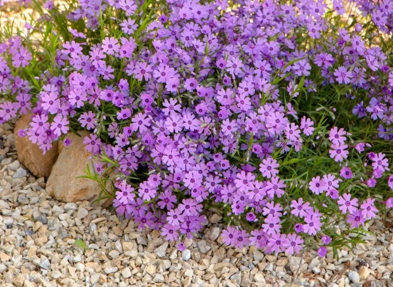 Odmładzanie floksów szydlastych warto przeprowadzać co kilka lat