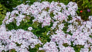 Które byliny trzeba przycinać w maju? Te wysokie, z tendencją do pokładania się, np. floks wiechowaty.