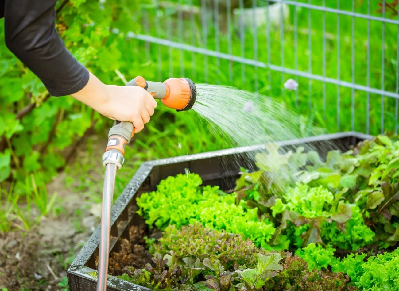 Wystrzegaj się błędów w podlewaniu warzyw, które są nagminnie popełniane i mają wpływ na jakość plonów