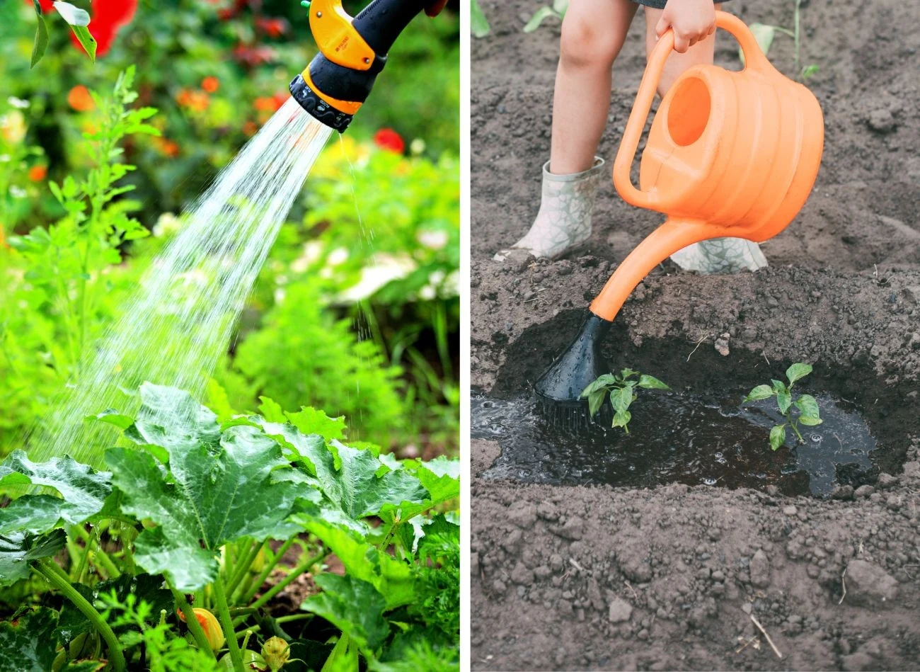 Jak prawidłowo podlewać warzywa
